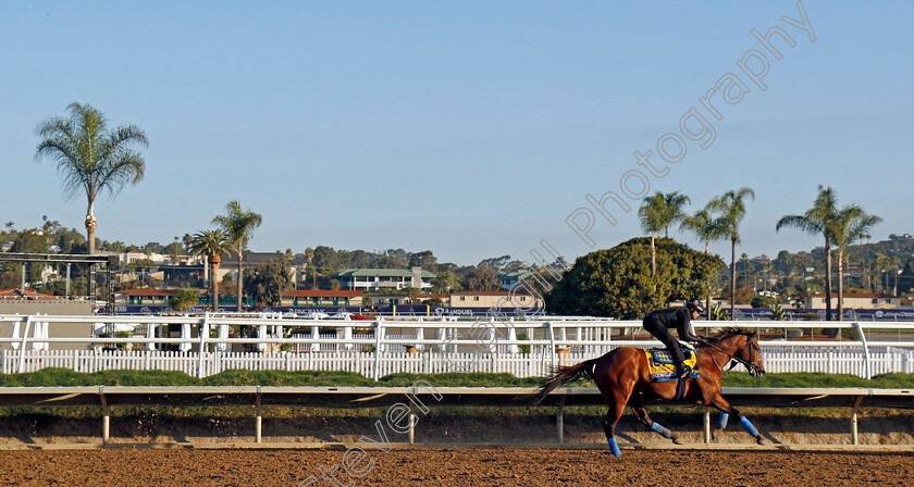 Newgate-0001 
 NEWGATE training for the Breeders' Cup Classic
Del Mar USA 31 Oct 2024 - Pic Steven Cargill / Racingfotos.com