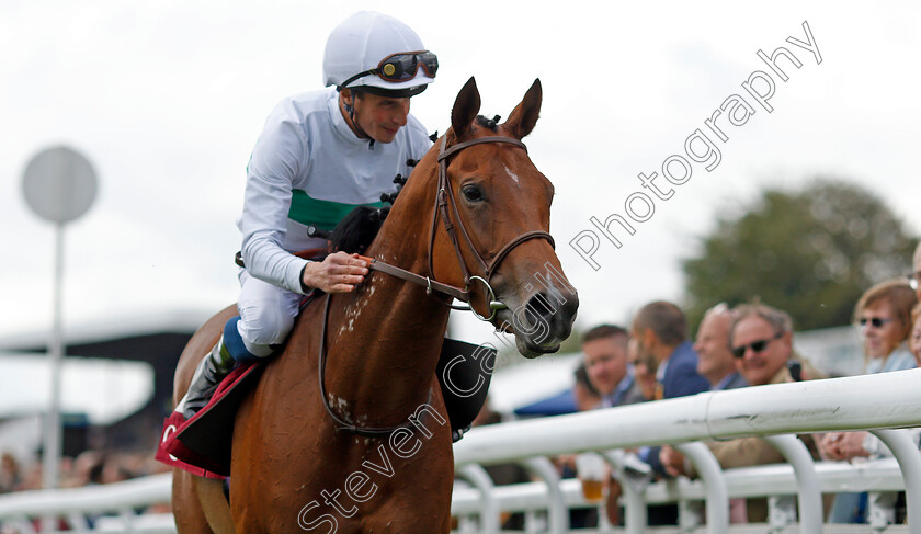 Suesa-0008 
 SUESA (William Buick) after The King George Qatar Stakes
Goodwood 30 Jul 2021 - Pic Steven Cargill / Racingfotos.com