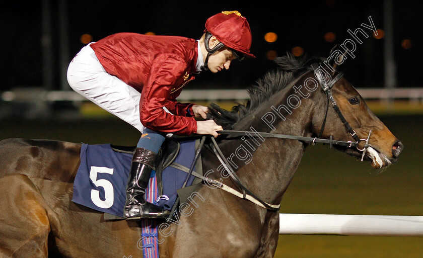 Qatar-Queen-0001 
 QATAR QUEEN (Daniel Muscutt)
Wolverhampton 19 Dec 2019 - Pic Steven Cargill / Racingfotos.com