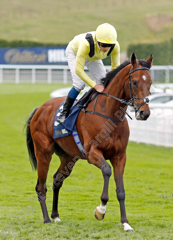 Jadoomi-0009 
 JADOOMI (William Buick) winner of The William Hill Celebration Mile
Goodwood 27 Aug 2022 - Pic Steven Cargill / Racingfotos.com