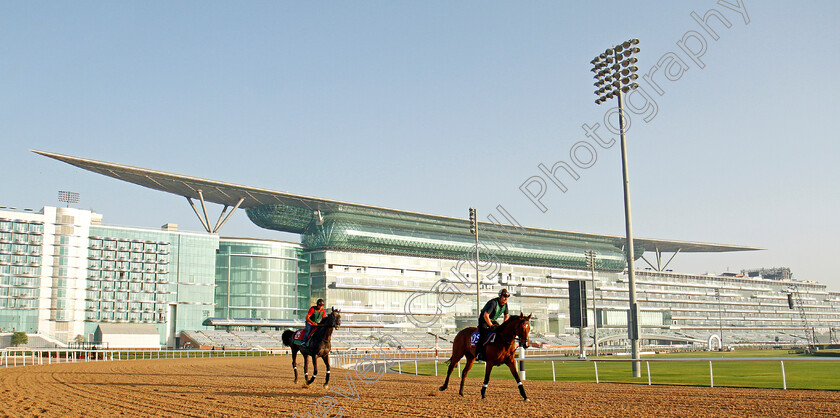 Vazirabad-0001 
 VAZIRABAD (left) tracks a lead horse in preparation for the Dubai Gold Cup Meydan 28 Mar 2018 - Pic Steven Cargill / Racingfotos.com