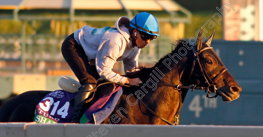 Shahryar-0002 
 SHAHRYAR training for The Breeders' Cup Turf
Santa Anita USA, 31 October 2023 - Pic Steven Cargill / Racingfotos.com