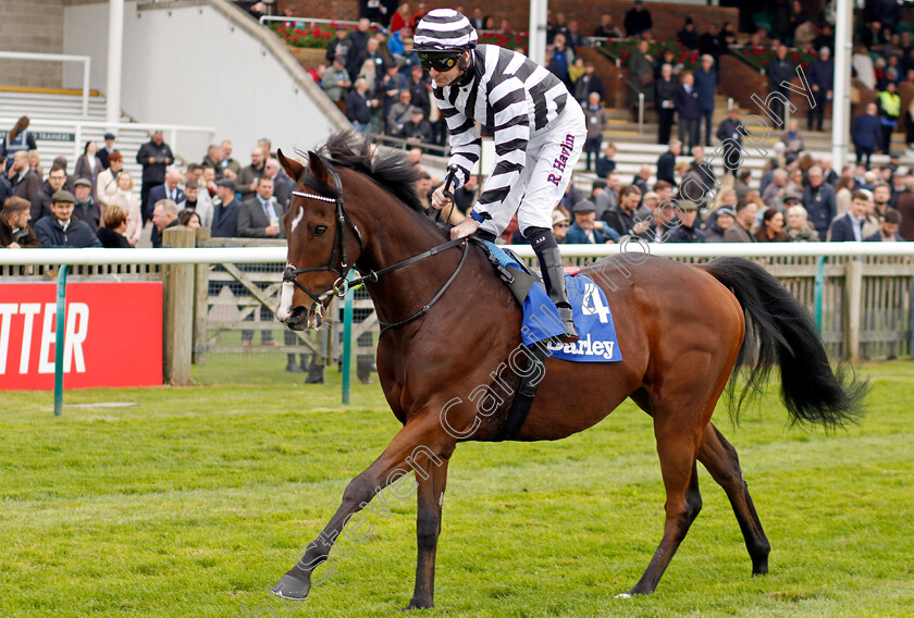 Peace-Man-0002 
 PEACE MAN (Robert Havlin)
Newmarket 12 Oct 2024 - Pic Steven Cargill / Racingfotos.com