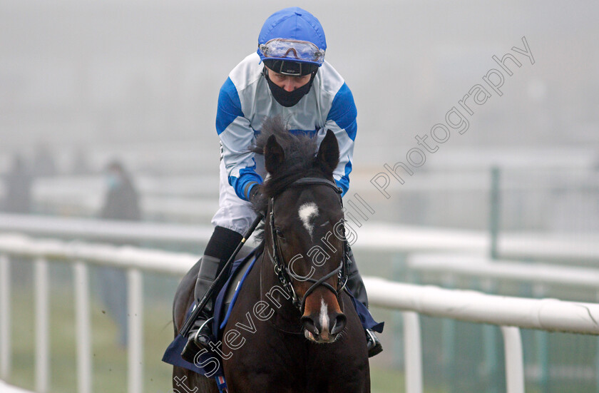 Media-Guest-0001 
 MEDIA GUEST (Tom Queally)
Doncaster 7 Nov 2020 - Pic Steven Cargill / Racingfotos.com