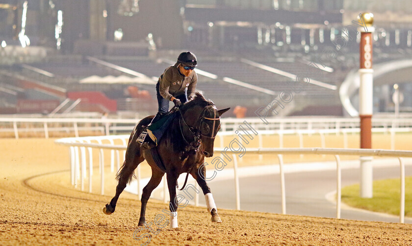 Shahryar-0003 
 SHAHRYAR training for the Sheema Classic
Meydan, Dubai, 21 Mar 2023 - Pic Steven Cargill / Racingfotos.com