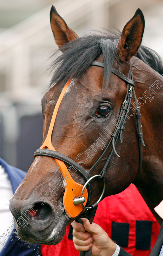 Positive-0010 
 POSITIVE after The Betway Solario Stakes
Sandown 31 Aug 2019 - Pic Steven Cargill / Racingfotos.com