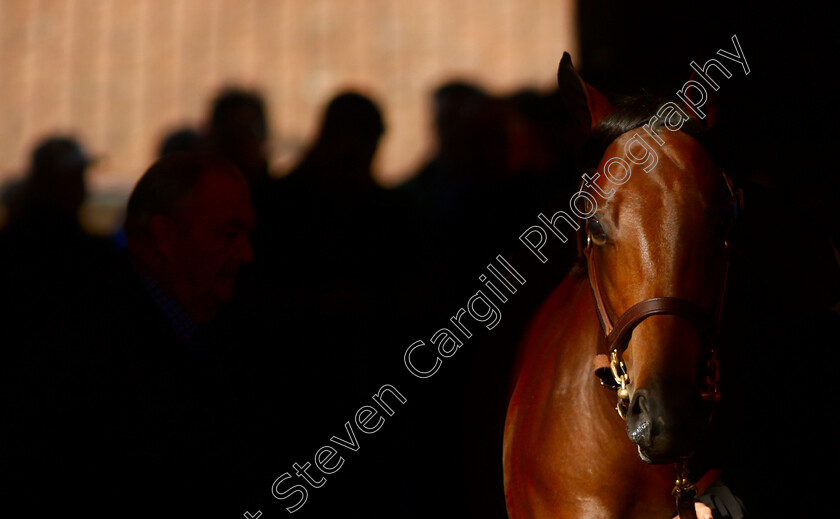 Tattersalls-0003 
 A horse is led out after selling at Tattersalls Yearling Sale Book1
Newmarket 9 Oct 2018 - Pic Steven Cargill / Racingfotos.com