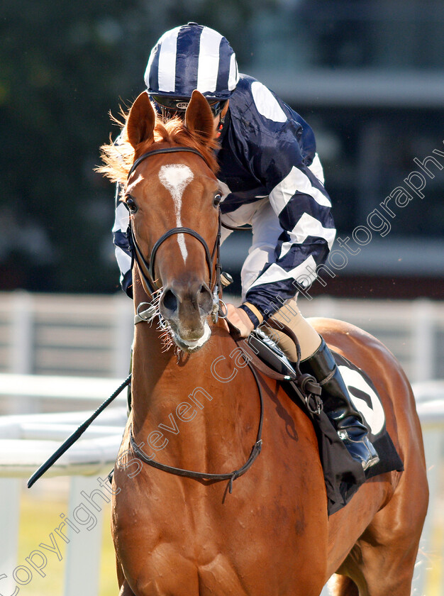 Dalanijujo-0001 
 DALANIJUJO (David Probert)
Newbury 20 Sep 2019 - Pic Steven Cargill / Racingfotos.com