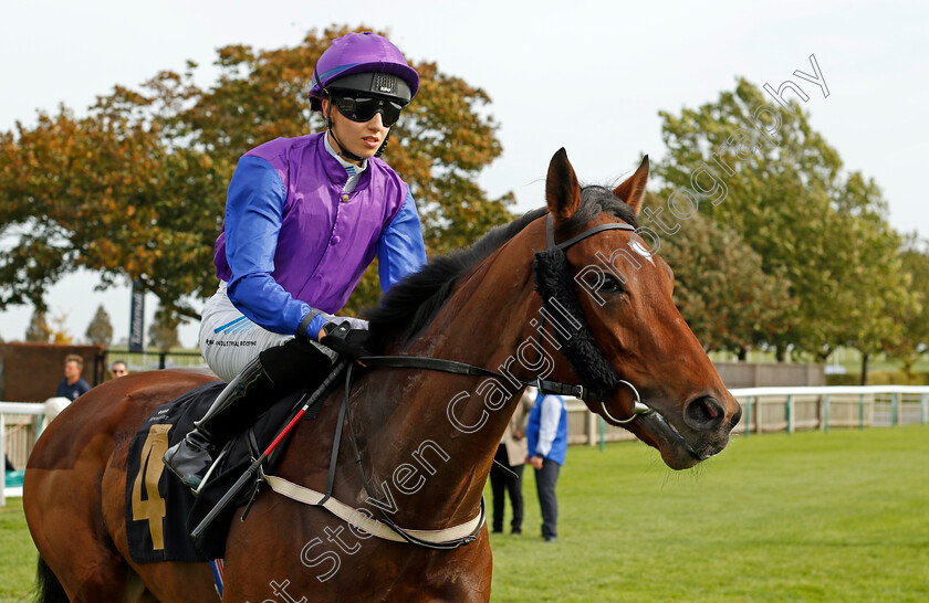 Crystallium-0001 
 CRYSTALLIUM (Morgan Cole)
Newmarket 7 Oct 2023 - Pic Steven Cargill / Racingfotos.com