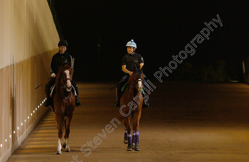 K-T-Brave-and-Cheval-Grand-0001 
 K T BRAVE (left) training for the Dubai World Cup and CHEVAL GRAND (right) training for The Dubai Sheema Classic
Meydan 28 Mar 2019 - Pic Steven Cargill / Racingfotos.com