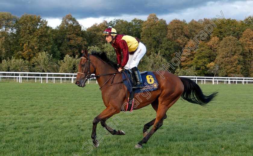 Jubilance-0001 
 JUBILANCE (Elione Chaves)
Bro Park, Sweden 23 Sep 2018 - Pic Steven Cargill / Racingfotos.com