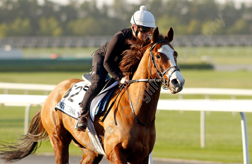 Prisoner s-Dilemma-0001 
 PRISONER'S DILEMMA training at the Dubai World Cup Carnival
Meydan 5 Jan 2023 - Pic Steven Cargill / Racingfotos.com