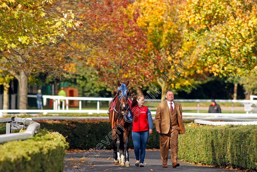 Kempton-0001 
 Heading to the paddock at Kempton 22 oct 2017 - Pic Steven Cargill / Racingfotos.com