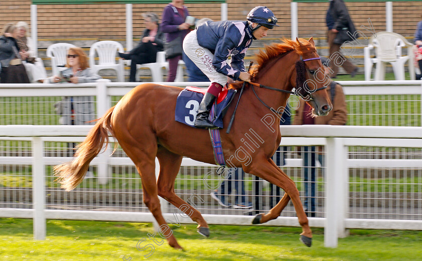 Irish-Millions 
 IRISH MILLIONS (Cieren Fallon)
Yarmouth 19 Oct 2021 - Pic Steven Cargill / Racingfotos.com