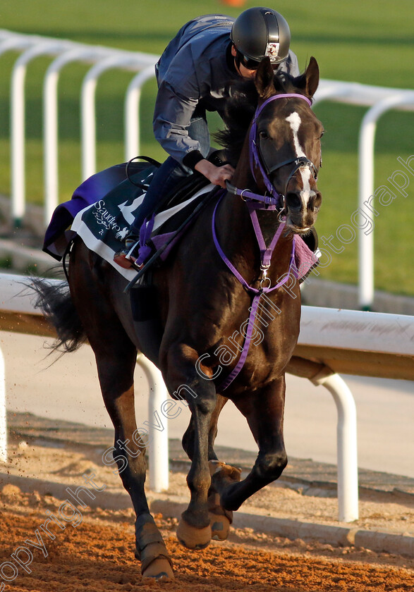 Set-Up-0001 
 SET UP training for The Saudi Derby
King Abdulaziz Racecourse, Saudi Arabia 21 Feb 2024 - Pic Steven Cargill / Racingfotos.com