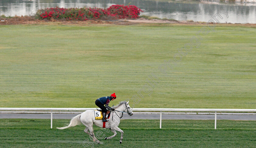 Lord-Glitters-0003 
 LORD GLITTERS training for The Dubai Turf
Meydan, Dubai, 24 Mar 2022 - Pic Steven Cargill / Racingfotos.com