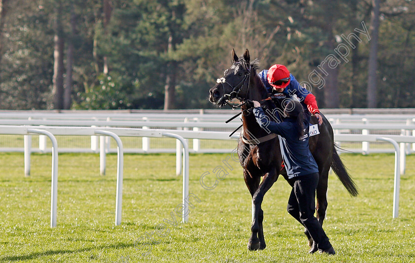 Black-Corton-0010 
 BLACK CORTON (Bryony Frost) after The Sodexo Reynoldstown Novices Chase Ascot 17 Feb 2018 - Pic Steven Cargill / Racingfotos.com