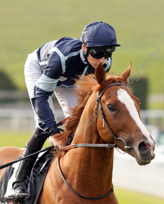 Autumn-War-0001 
 AUTUMN WAR (Callum Shepherd) winner of The netbet.co.uk Novice Stakes
Goodwood 4 Sep 2018 - Pic Steven Cargill / Racingfotos.com