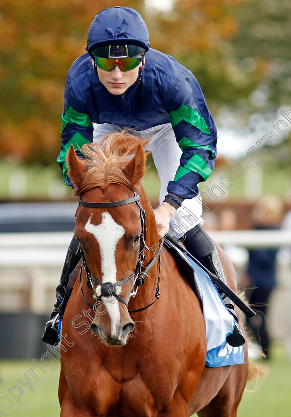 Wodao-0001 
 WODAO (Gavin Ryan)
Newmarket 7 Oct 2022 - Pic Steven Cargill / Racingfotos.com