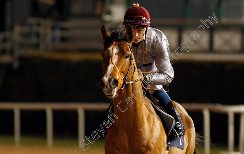 Haayem-0004 
 HAAYEM (Luke Catton)
Wolverhampton 21 Feb 2020 - Pic Steven Cargill / Racingfotos.com