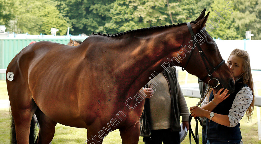 Lot-0157-Minimalistic-0003 
 A horse waits to be sold at the Tattersalls Ireland Ascot Sale
5 Jun 2018 - Pic Steven Cargill / Racingfotos.com