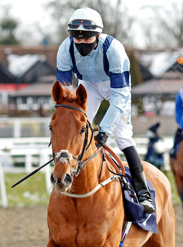 Top-Drop-0001 
 TOP DROP (Joshua Bryan)
Lingfield 13 Feb 2021 - Pic Steven Cargill / Racingfotos.com