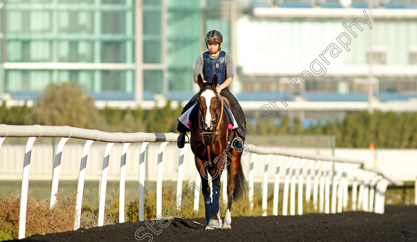 Mistysea-0002 
 MISTYSEA training at the Dubai Racing Carnival 
Meydan 2 Jan 2025 - Pic Steven Cargill / Racingfotos.com