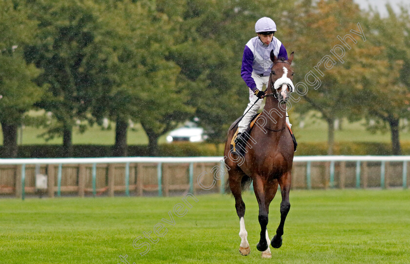 Candyman-Stan-0001 
 CANDYMAN STAN (Oisin Murphy)
Newmarket 26 Sep 2024 - pic Steven Cargill / Racingfotos.com