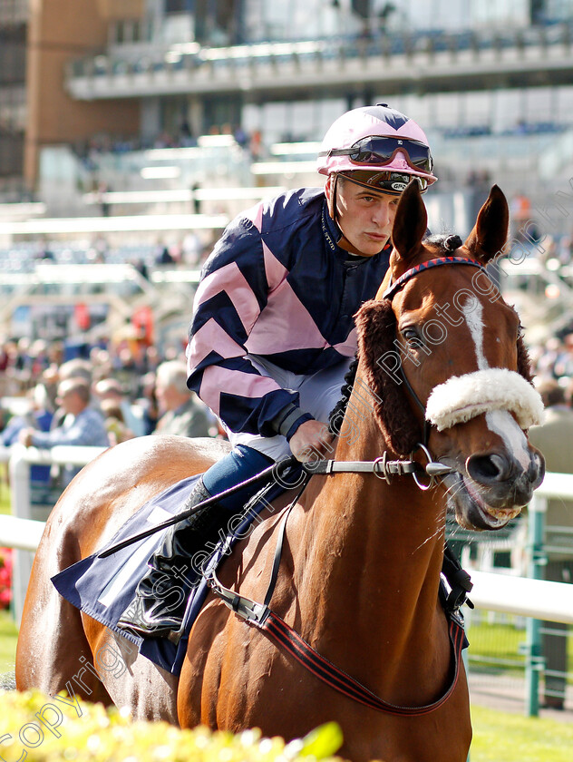 Queens-Gift-0001 
 QUEENS GIFT (Callum Rodriguez)
Doncaster 11 Sep 2019 - Pic Steven Cargill / Racingfotos.com