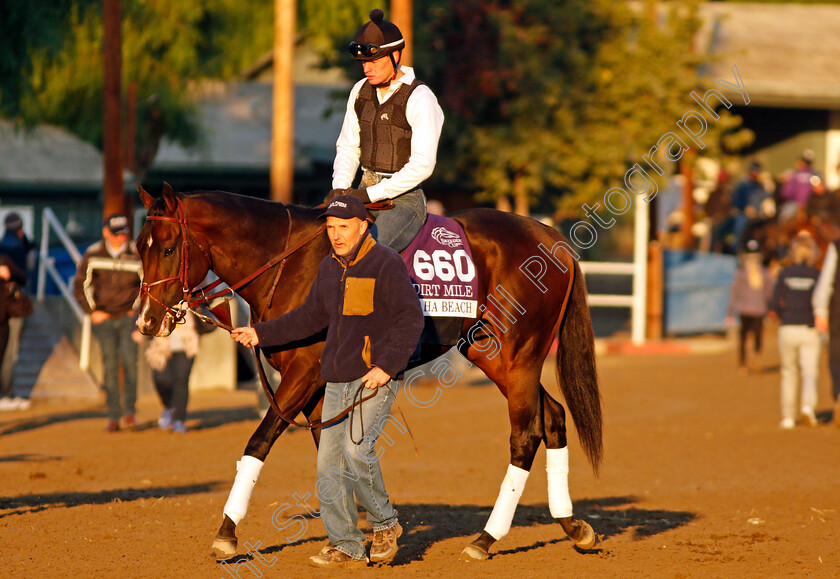 Omaha-Beach-0003 
 OMAHA BEACH training for The Breeders' Cup Dirt Mile
Santa Anita USA 31 Oct 2019 - Pic Steven Cargill / Racingfotos.com