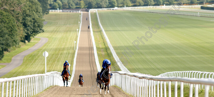 Godolphin-0004 
 Godolphin horses exercising 
Moulton Paddocks, Newmarket 28 Jun 2019 - Pic Steven Cargill / Racingfotos.com