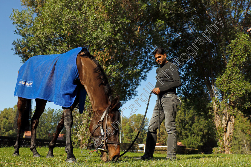 Caius-Chorister-0007 
 CAIUS CHORISTER at the International Quarantine barns after training at the Dubai Racing Carnival
Meydan 22 Jan 2025 - Pic Steven Cargill / Racingfotos.com