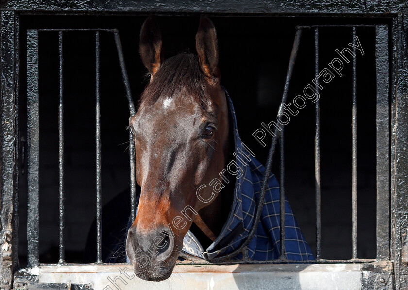 Might-Bite-0008 
 MIGHT BITE at the stables of Nicky Henderson, Lambourn 6 Feb 2018 - Pic Steven Cargill / Racingfotos.com