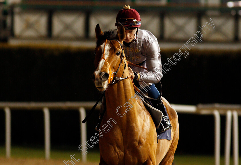 Haayem-0003 
 HAAYEM (Luke Catton)
Wolverhampton 21 Feb 2020 - Pic Steven Cargill / Racingfotos.com