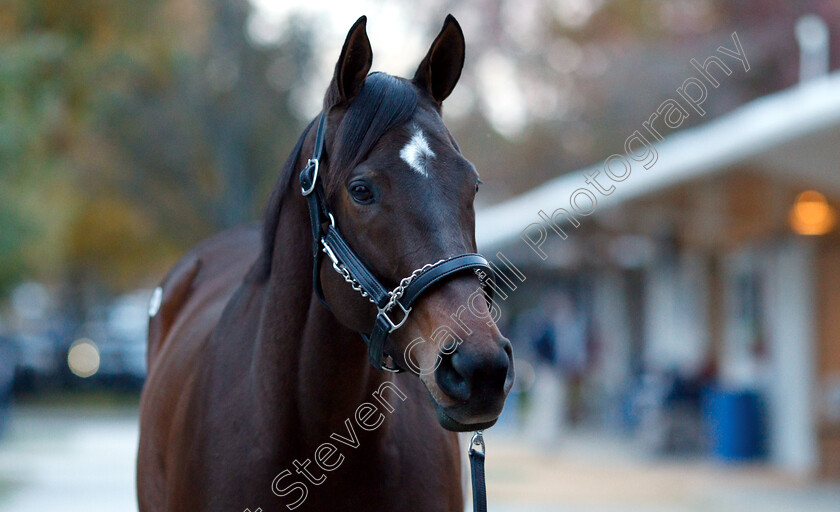 Lady-Aurelia-0001 
 LADY AURELIA before selling for $7.5million at Fasig Tipton, Lexington USA
4 Nov 2018 - Pic Steven Cargill / Racingfotos.com