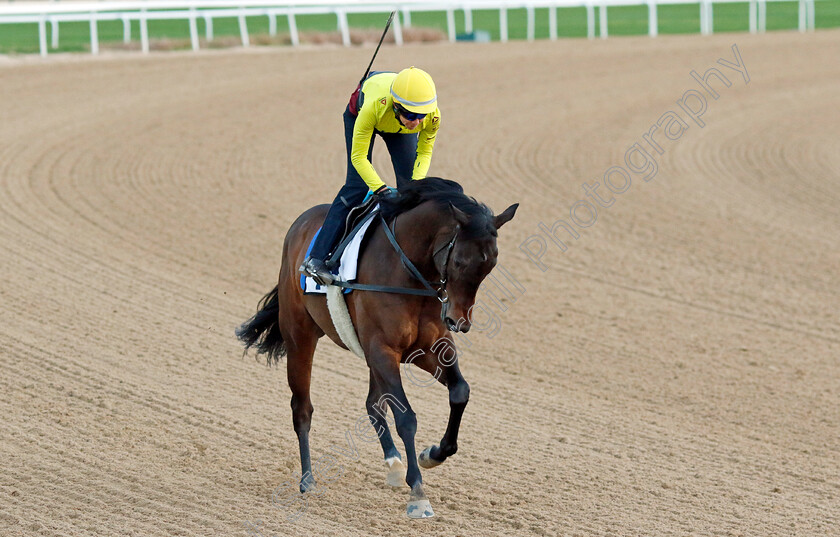 Mustajaab-0001 
 MUSTAJAAB training at the Dubai Racing Carnival 
Meydan 2 Jan 2025 - Pic Steven Cargill / Racingfotos.com