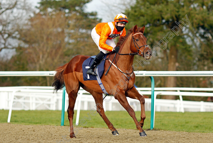 Temple-Lock-0001 
 TEMPLE LOCK (Charles Bishop)
Lingfield 29 Jan 2021 - Pic Steven Cargill / Racingfotos.com