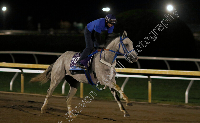 Congruent-0001 
 CONGRUENT training for the Breeders' Cup Juvenile
Keeneland, USA 31 Oct 2022 - Pic Steven Cargill / Racingfotos.com