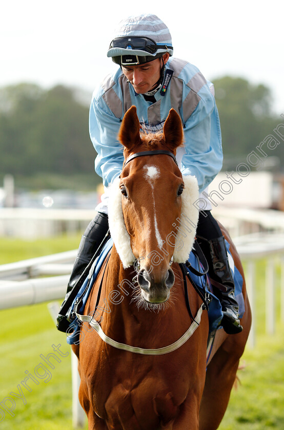 Daawy-0001 
 DAAWY (Daniel Tudhope)
York 16 May 2018 - Pic Steven Cargill / Racingfotos.com