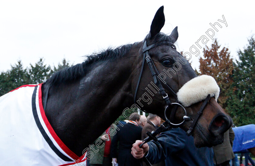 Clan-Des-Obeaux-0020 
 CLAN DES OBEAUX after The 32Red King George VI Chase
Kempton 26 Dec 2018 - Pic Steven Cargill / Racingfotos.com