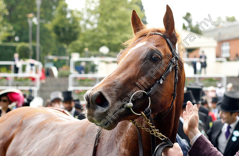 Southern-Hills-0010 
 SOUTHERN HILLS after The Windsor Castle Stakes
Royal Ascot 19 Jun 2019 - Pic Steven Cargill / Racingfotos.com