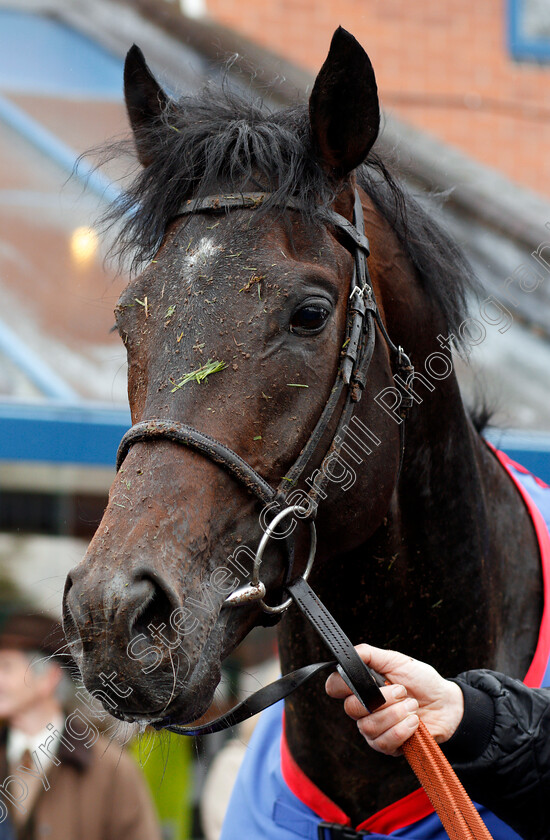 Emmaus-0008 
 EMMAUS after The Totepool EBF Stallions King Richard III Stakes Leicester 28 Apr 2018 - Pic Steven Cargill / Racingfotos.com