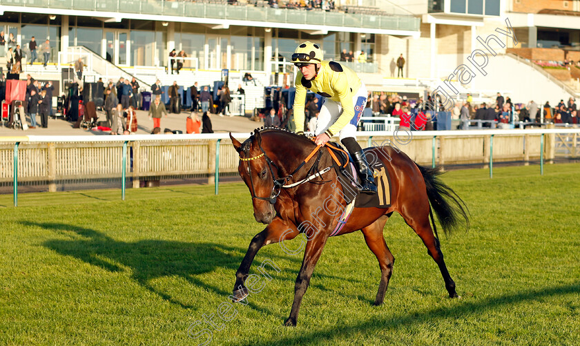 Temple-City-0001 
 TEMPLE CITY (Clifford Lee)
Newmarket 25 Oct 2023 - Pic Steven Cargill / Racingfotos.com