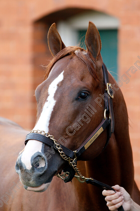 Bucchero-0009 
 American trained BUCCHERO in Newmarket ahead of his Royal Ascot challenge
Newmarket 14 Jun 2018 - Pic Steven Cargill / Racingfotos.com