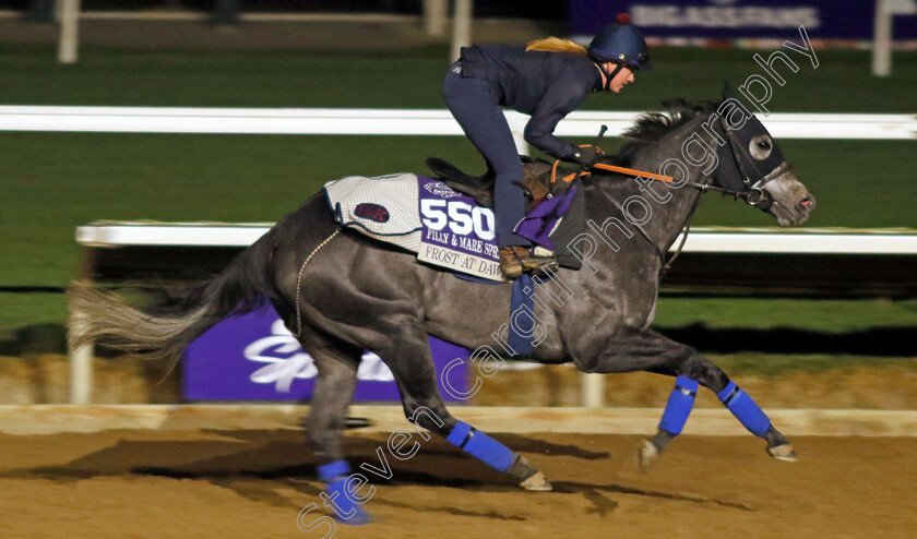 Frost-At-Dawn-0001 
 FROST AT DAWN training for the Breeders' Cup Filly & Mare Sprint
Del Mar USA 30 Oct 2024 - Pic Steven Cargill / Racingfotos.com