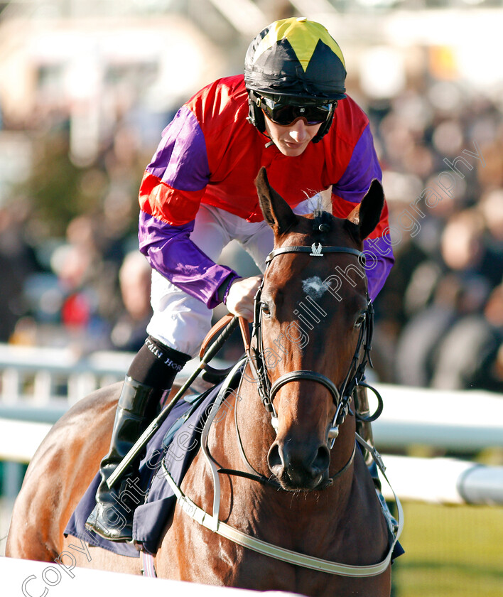 The-British-Lion-0001 
 THE BRITISH LION (P J McDonald) Doncaster 11 Nov 2017 - Pic Steven Cargill / Racingfotos.com