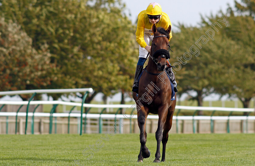 Lieutenant-Rascal-0001 
 LIEUTENANT RASCAL (Callum Shepherd)
Newmarket 7 Oct 2023 - Pic Steven Cargill / Racingfotos.com