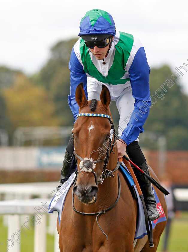 Vafortino-0001 
 VAFORTINO (James Doyle)
York 24 Aug 2024 - Pic Steven Cargill / Racingfotos.com