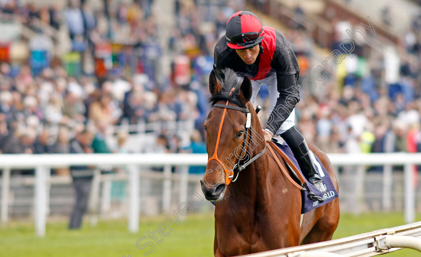 Aristia-0001 
 ARISTIA (Sean Levey) 
York 12 May 2022 - Pic Steven Cargill / Racingfotos.com