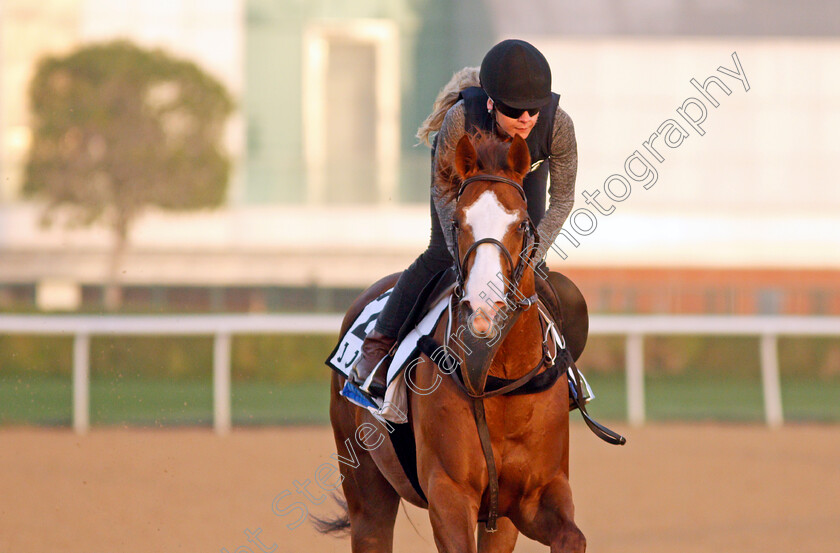 J-J-Jumbo-0006 
 J J JUMBO exercising for trainer Darren Bunyan 
Meydan, Dubai, 3 Feb 2022 - Pic Steven Cargill / Racingfotos.com